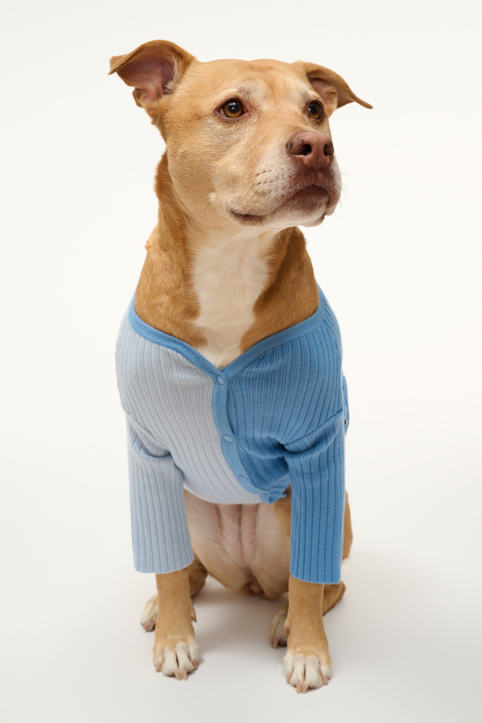 Periwinkle Multi Pet Sweater with Snap Buttons | Shoko Style